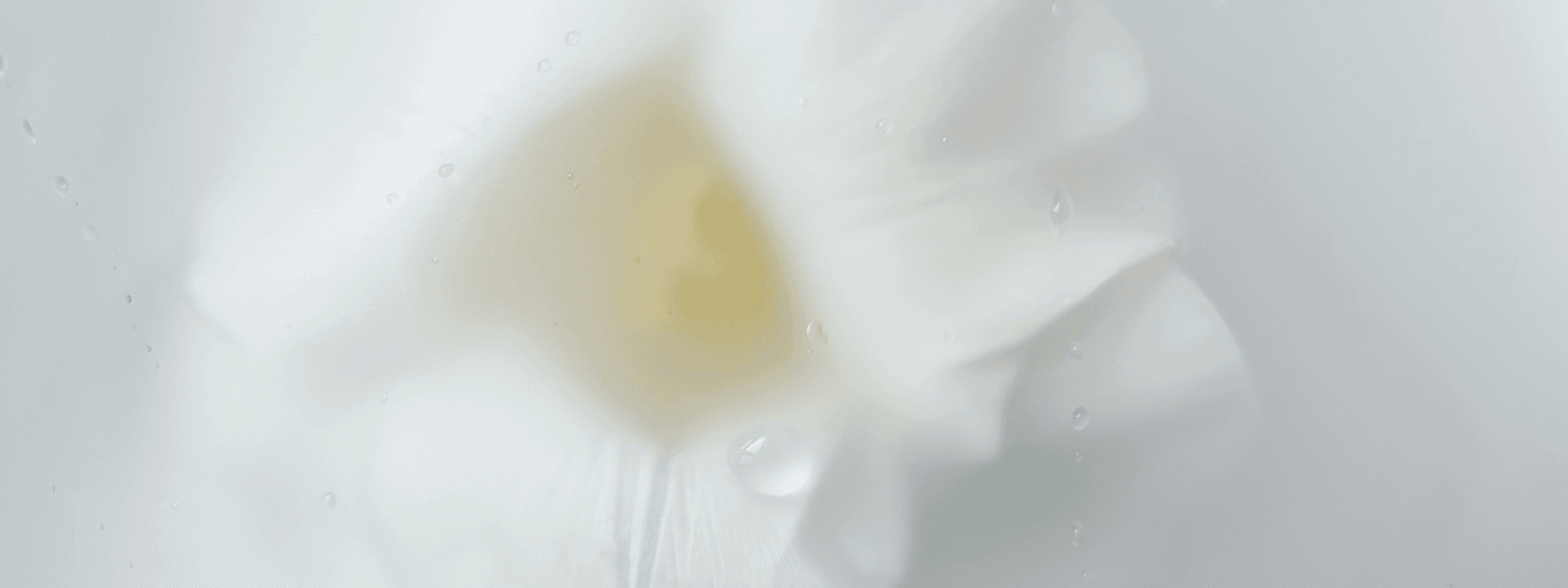 Banner Content Background